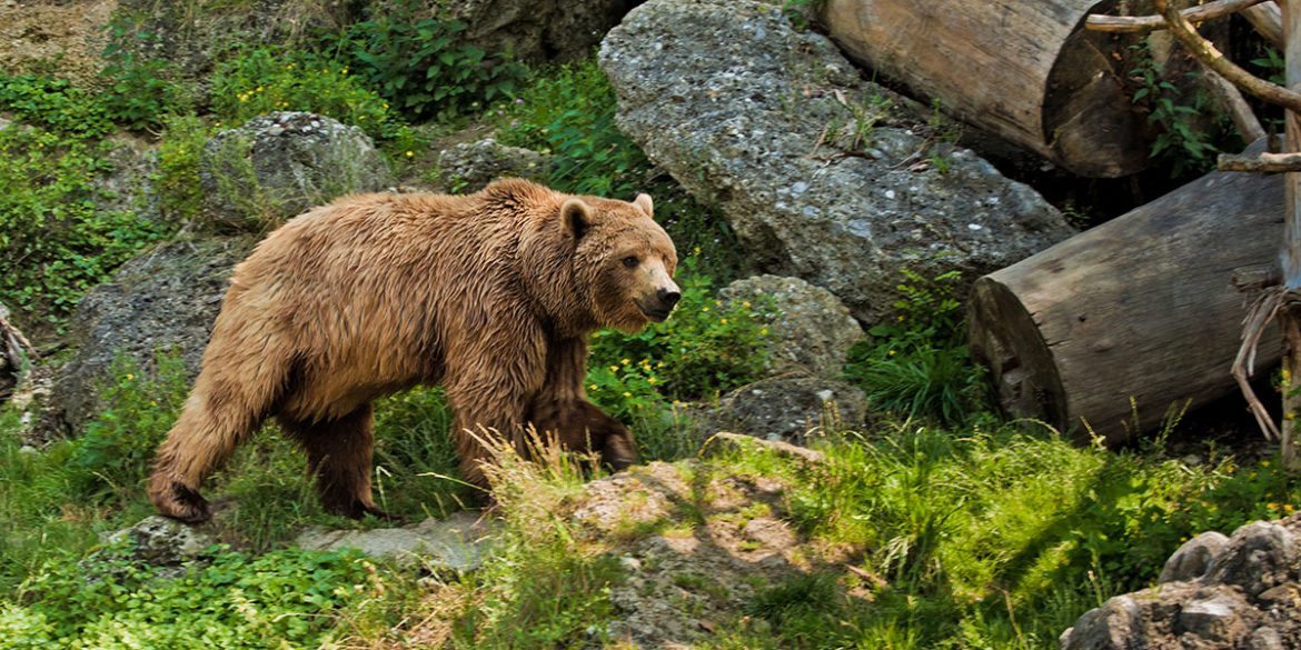 Zoos & Wildparks - Ausflugsziele im Salzburger Land